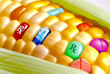 GMO-Corn