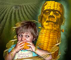 GMO-Corn